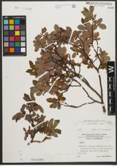 Foto von Salix waldsteiniana Willd.